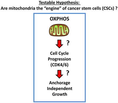 “Energetic” Cancer Stem Cells (e-CSCs): A New Hyper-Metabolic and Proliferative Tumor Cell Phenotype, Driven by Mitochondrial Energy